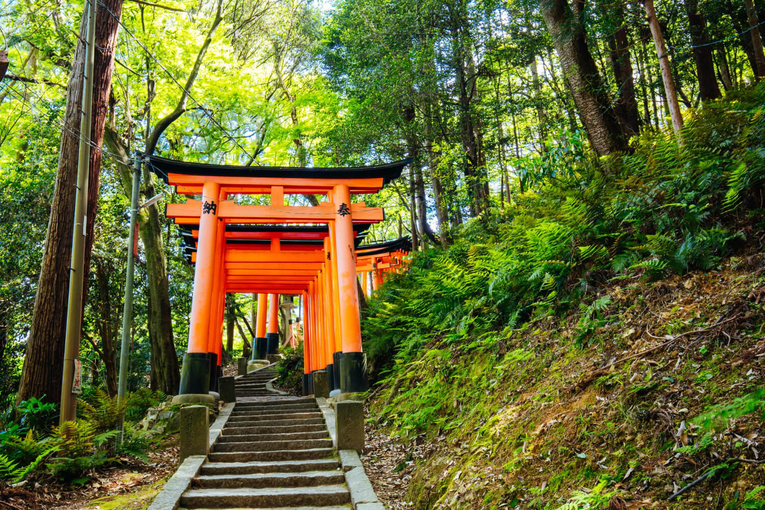 red tori gate at fushimi inari shrine in kyoto japan