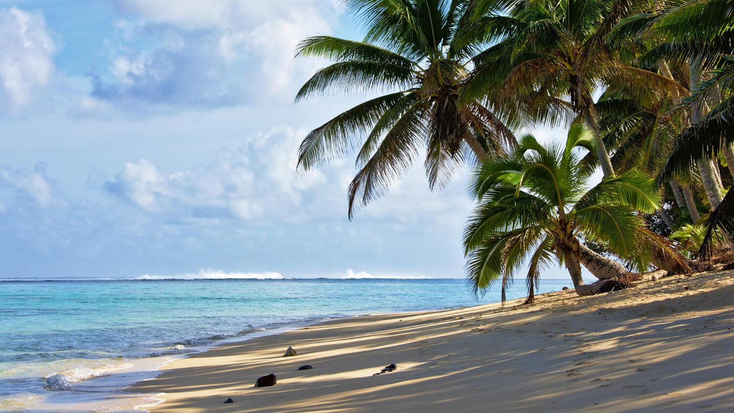 beautiful beach with palm trees